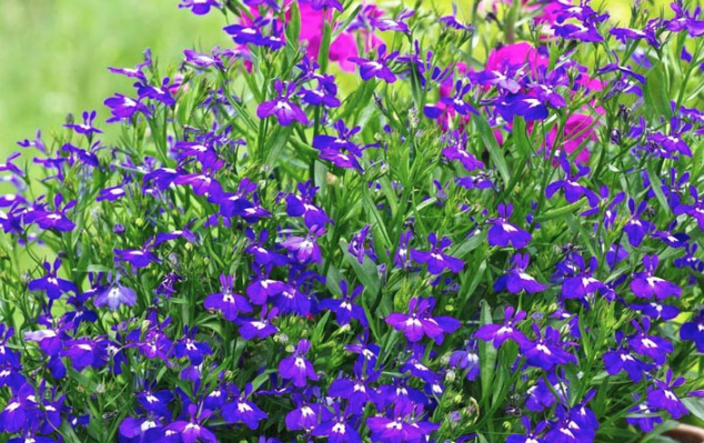 lobelia herb