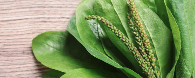 plantain leaf
